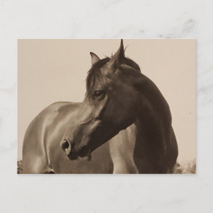 Arabian Horse postcard