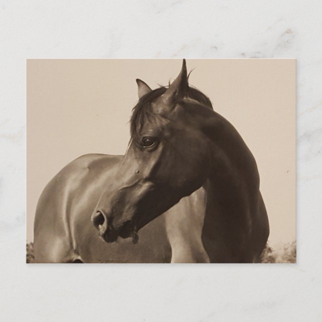 Arabian Horse postcard (Front)