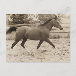 Arabian horse postcard