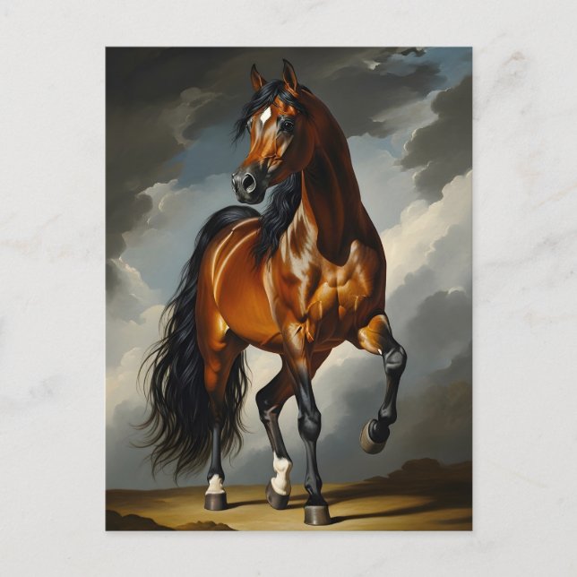 Arabian horse  postcard (Front)