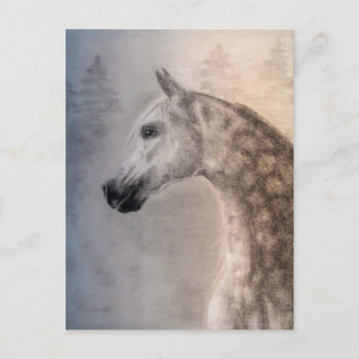 Arabian Horse Postcard