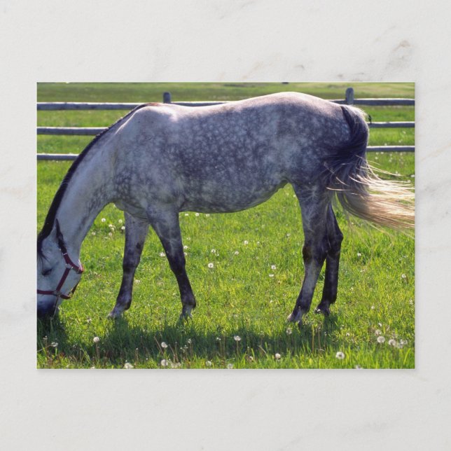 Arabian Horse Postcard (Front)