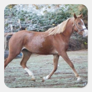 Arabian Horse running free on the pasture Square Sticker