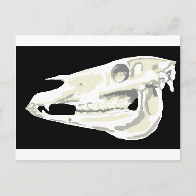 Arabian Horse Skull Postcard (Front)