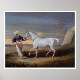Arabian Horse Vintage Art Print Poster