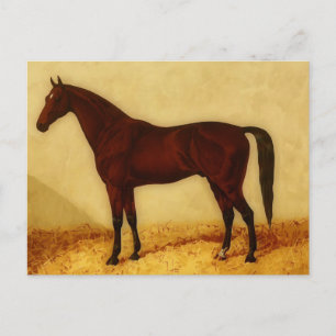Arabian horse with chestnut coat postcard