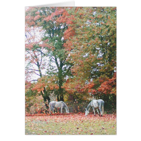 Arabian Horses Chas & Chiaro Card