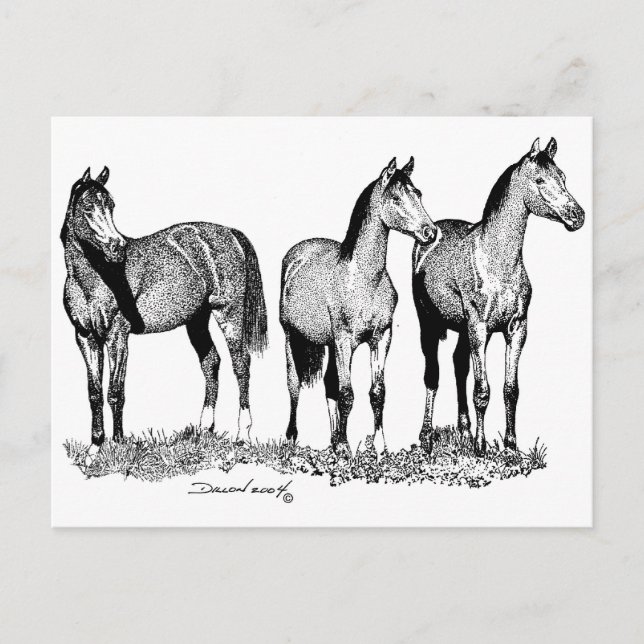 Arabian Horses Postcard (Front)