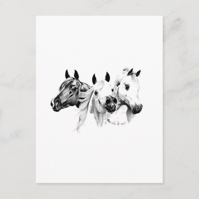 Arabian Horses Postcard (Front)