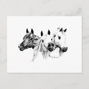 Arabian Horses Postcard