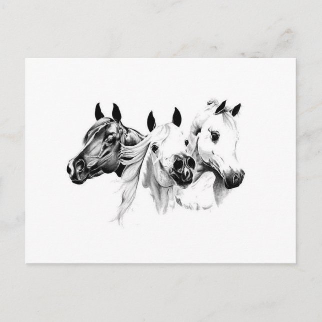 Arabian Horses Postcard (Front)