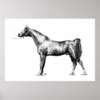 Arabian in Pen & Ink Poster