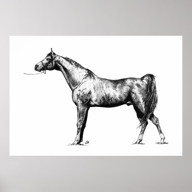 Arabian in Pen & Ink Poster (Front)