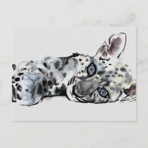 Arabian Leopard Cub 2008 Postcard