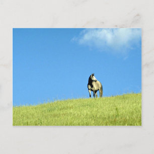 Arabian mare, Victoria, Australia Postcard