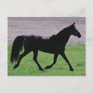 Arabian Profile Postcards