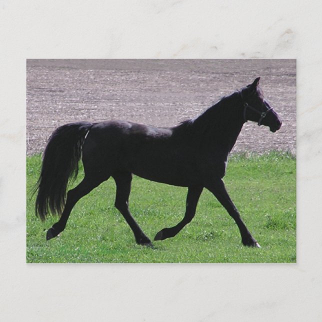 Arabian Profile Postcards (Front)