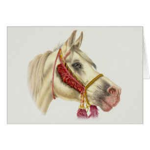 Arabian Stallion