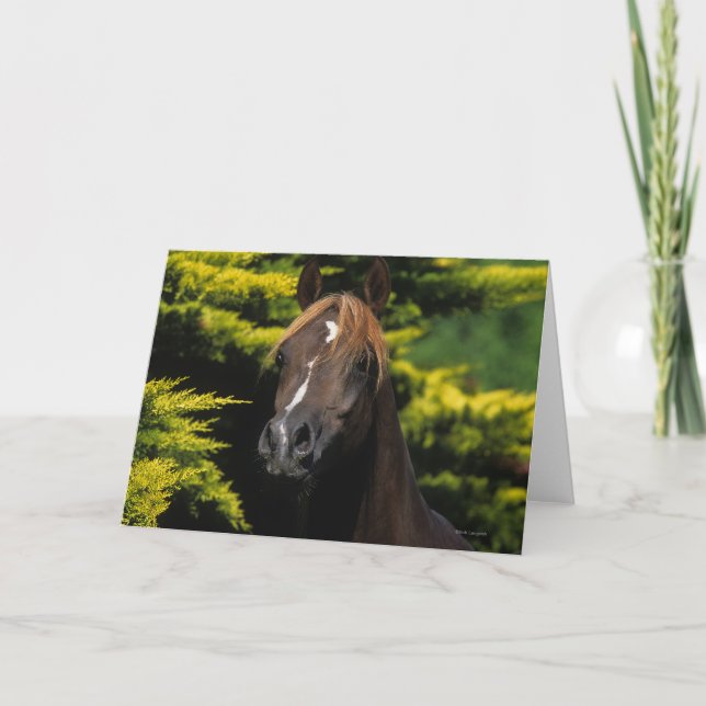 Arabian Stallion Card (Front)