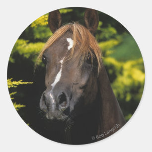 Arabian Stallion Classic Round Sticker