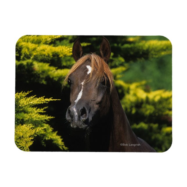 Arabian Stallion Magnet (Horizontal)