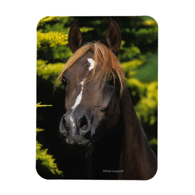 Arabian Stallion Magnet (Vertical)
