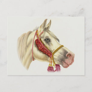 Arabian Stallion Postcard