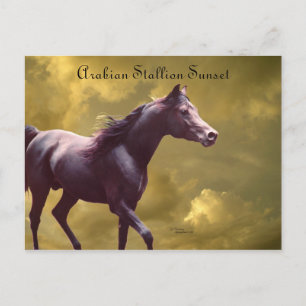 Arabian Stallion Stormy Sunset Postcard