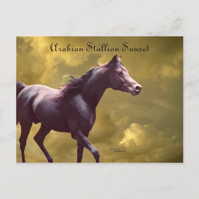 Arabian Stallion Stormy Sunset Postcard (Front)