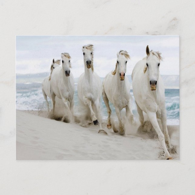 Arabian thoroughbred Ocean view Postcard (Front)