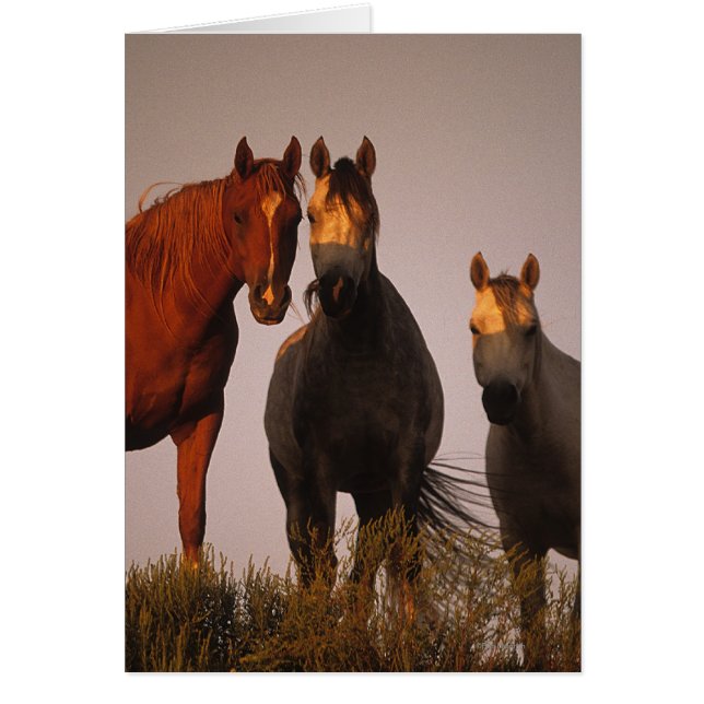 Arabs at Sunset (Front)