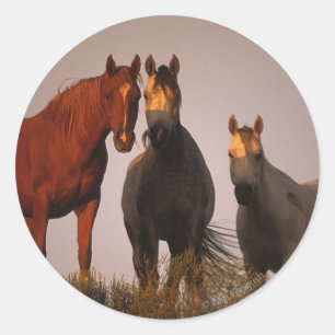 Arabs at Sunset Classic Round Sticker