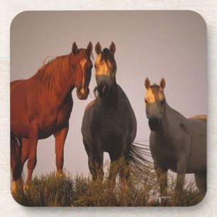 Arabs at Sunset Coaster