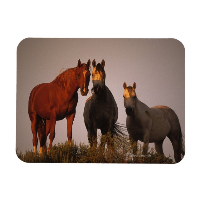 Arabs at Sunset Magnet (Horizontal)