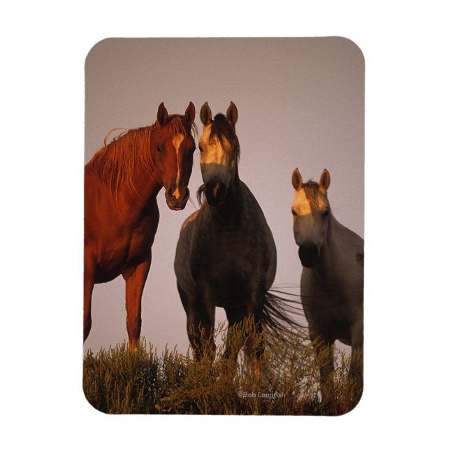 Arabs at Sunset Magnet (Vertical)