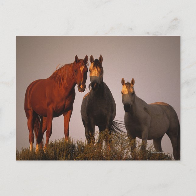 Arabs at Sunset Postcard (Front)