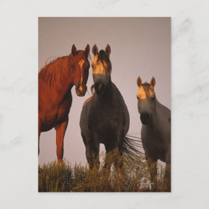 Arabs at Sunset Postcard