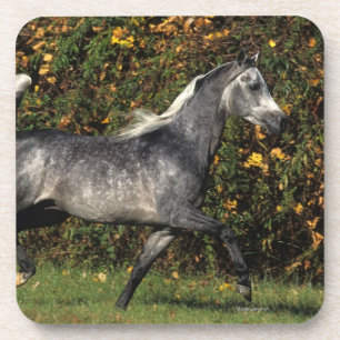 Arabs Running: Autumn Coaster