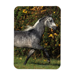 Arabs Running: Autumn Magnet