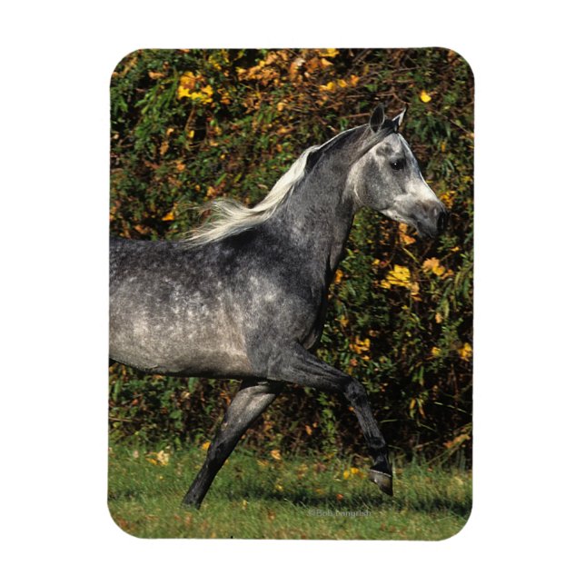 Arabs Running: Autumn Magnet (Vertical)