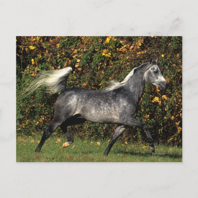 Arabs Running: Autumn Postcard (Front)