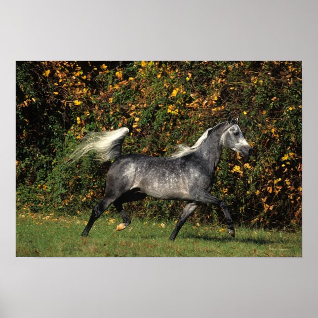 Arabs Running: Autumn Poster (Front)