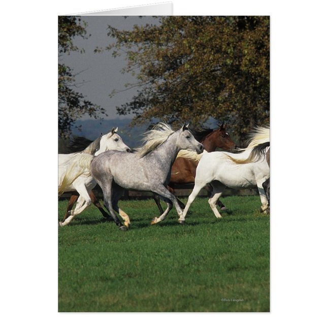 Arabs Running in Field (Front)