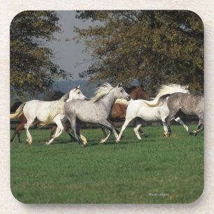 Arabs Running in Field Coaster