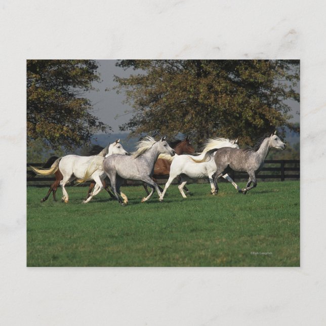 Arabs Running in Field Postcard (Front)