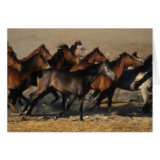 Arabs Running in the Desert (Front Horizontal)