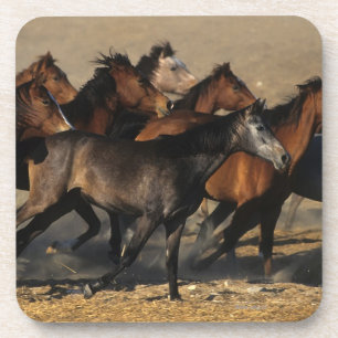 Arabs Running in the Desert Coaster