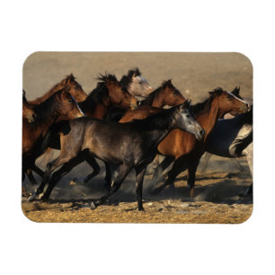 Arabs Running in the Desert Magnet