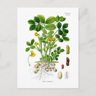 Arachis hypogaea (Peanut) Postcard