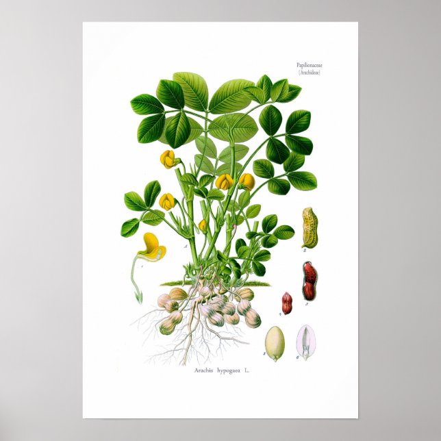 Arachis hypogaea (Peanut) Poster (Front)